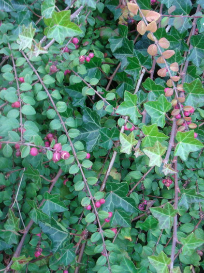 c0124619_23192340.jpg