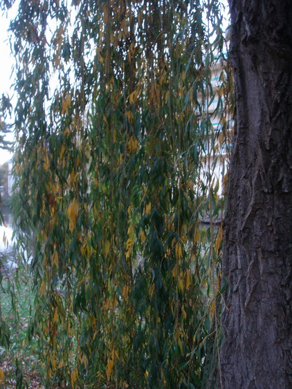 c0124619_23215831.jpg