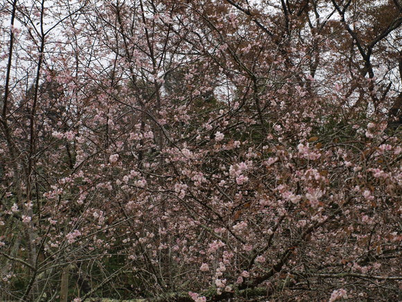 不断桜が咲く実光院_d0251820_04960.jpg