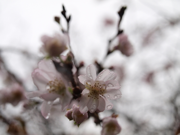 不断桜が咲く実光院_d0251820_23545649.jpg