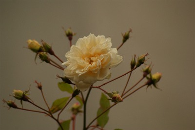 f0170524_15501935.jpg