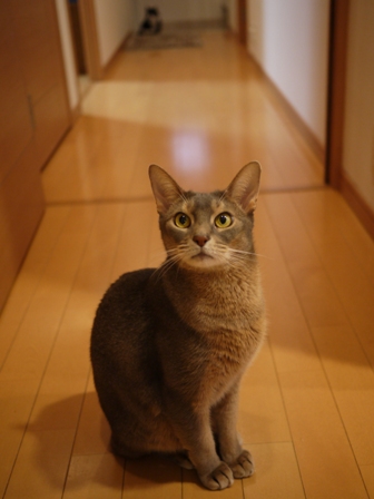 猫のお友だち 庄九朗くん来未ちゃん編。_a0143140_21462611.jpg