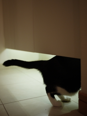 猫のお友だち 庄九朗くん来未ちゃん編。_a0143140_21472671.jpg