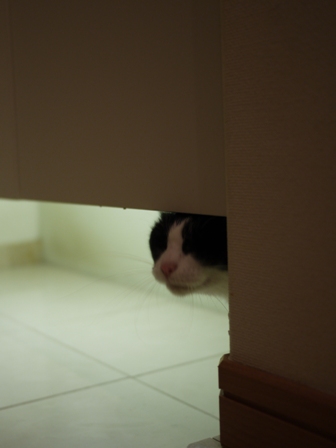 猫のお友だち 庄九朗くん来未ちゃん編。_a0143140_21505564.jpg