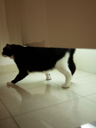 猫のお友だち 庄九朗くん来未ちゃん編。_a0143140_21513028.jpg