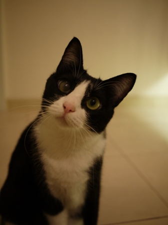 猫のお友だち 庄九朗くん来未ちゃん編。_a0143140_21521457.jpg