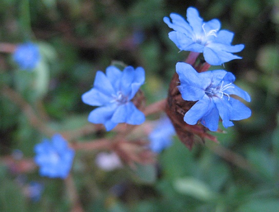 宝石のような花 ブルーサファイア ぶうたらママは花が好き