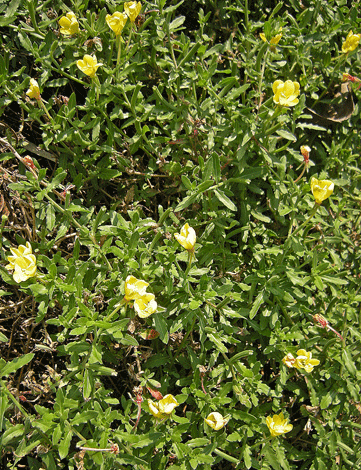 a0001354_21595320.gif