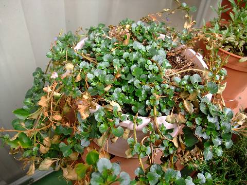 わが家の花 カンパニュラ ローズマリー 某の雑記帳