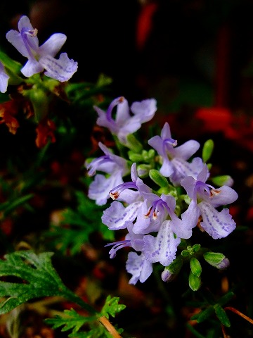 わが家の花 カンパニュラ ローズマリー 某の雑記帳