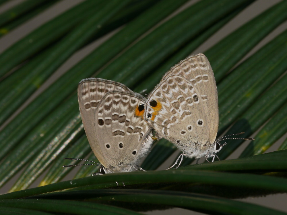 a0146869_749145.jpg