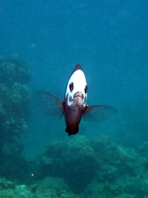 e0096370_1730455.jpg