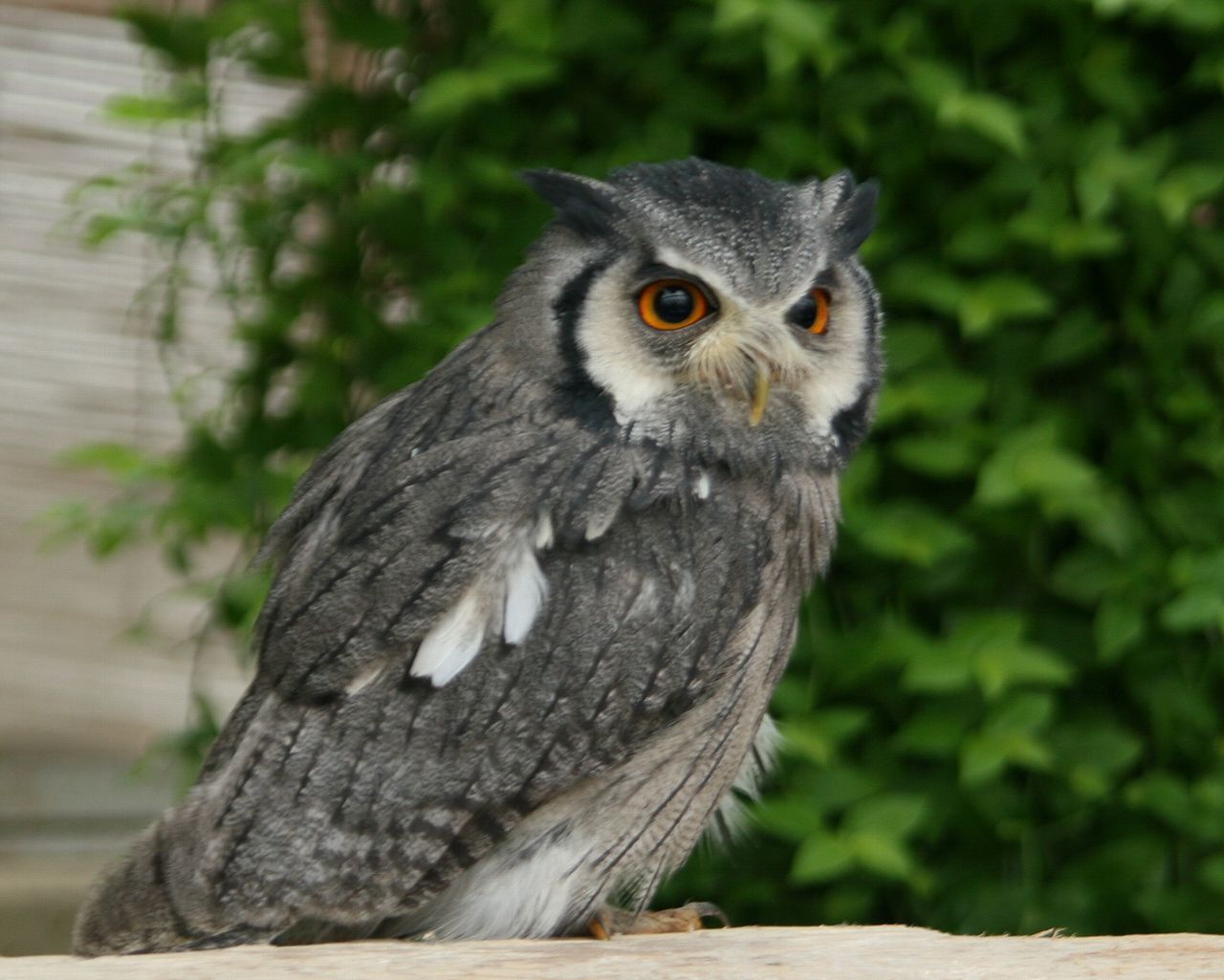 世界一のスーパーコンピュータとアフリカオオコノハズク Life With Birds 3