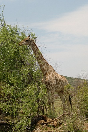 f0064573_411450.jpg
