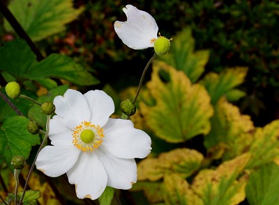 高野山の紅葉　　2011_c0229483_11201247.jpg