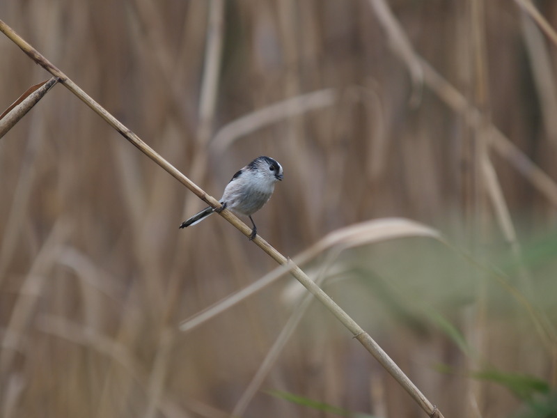 アシ原のエナガ_f0055184_20192684.jpg