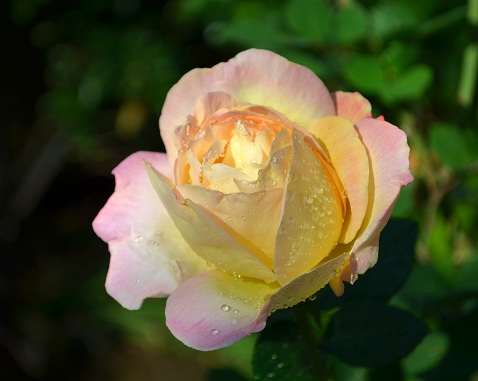 d0099791_14554237.jpg