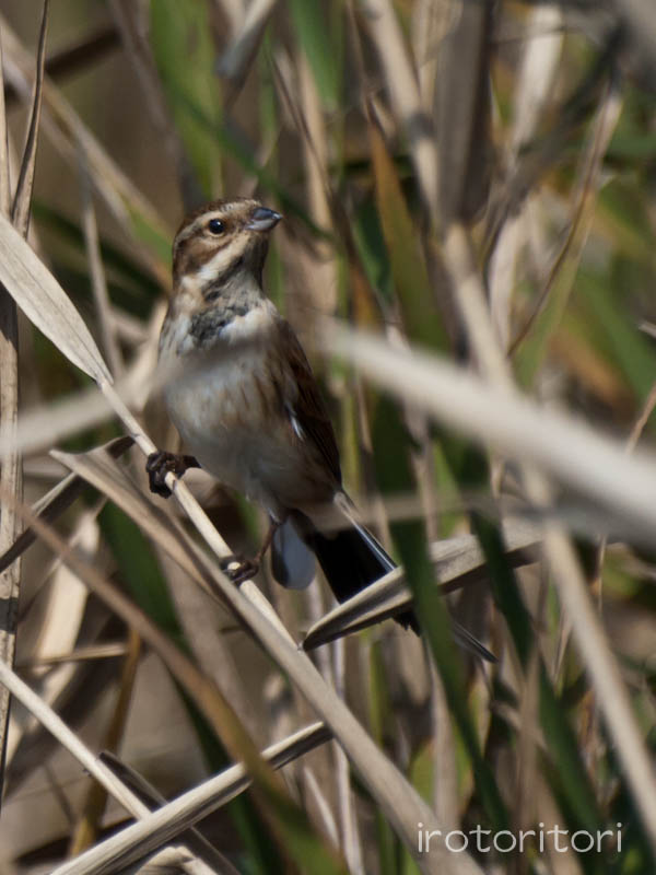 昭和記念公園　オオジュリン　　2011/11/05_d0146592_2223418.jpg