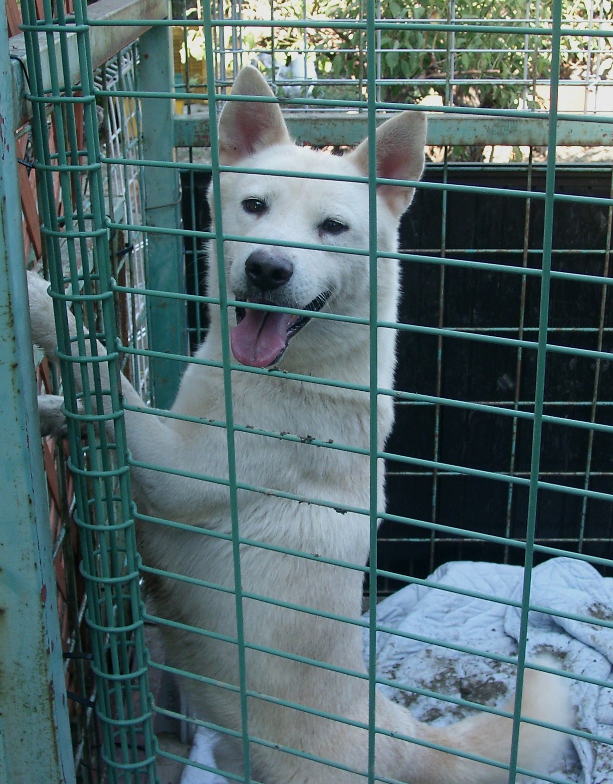 多頭飼育崩壊現場から　～２～_e0212095_12562731.jpg