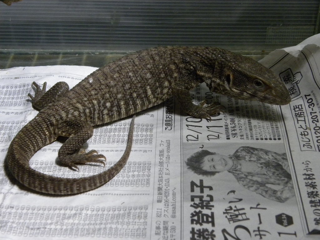爬虫類 販売 専門店 飼育相談 関西レプタイルプロ 爬虫類 販売 専門店 飼育相談 関西レプタイルプロ