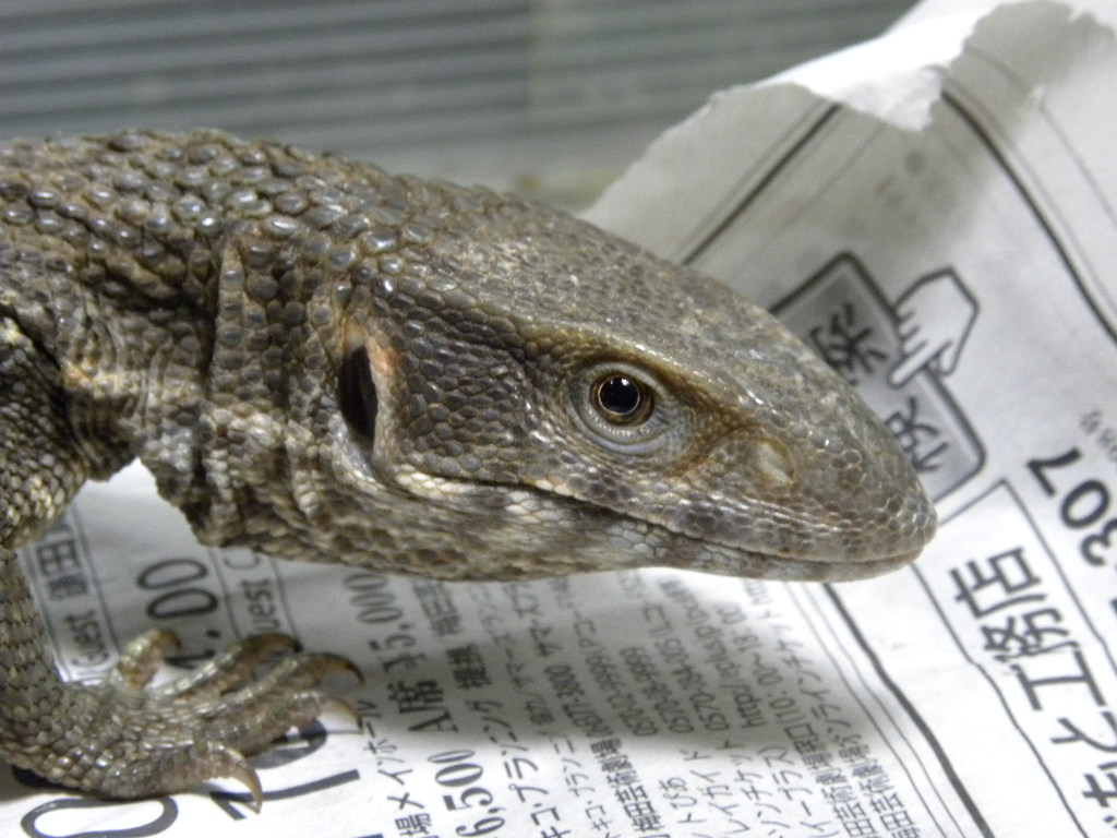 爬虫類 販売 専門店 飼育相談 関西レプタイルプロ 爬虫類 販売 専門店 飼育相談 関西レプタイルプロ