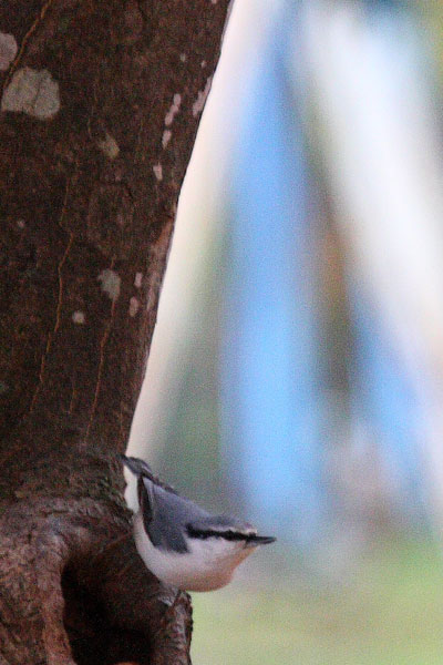 落ち葉の季節、早朝の公園にて。_e0235910_10101854.jpg