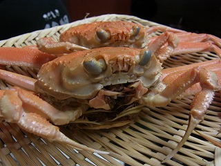 セイコガニ!入荷_f0157910_1628118.jpg