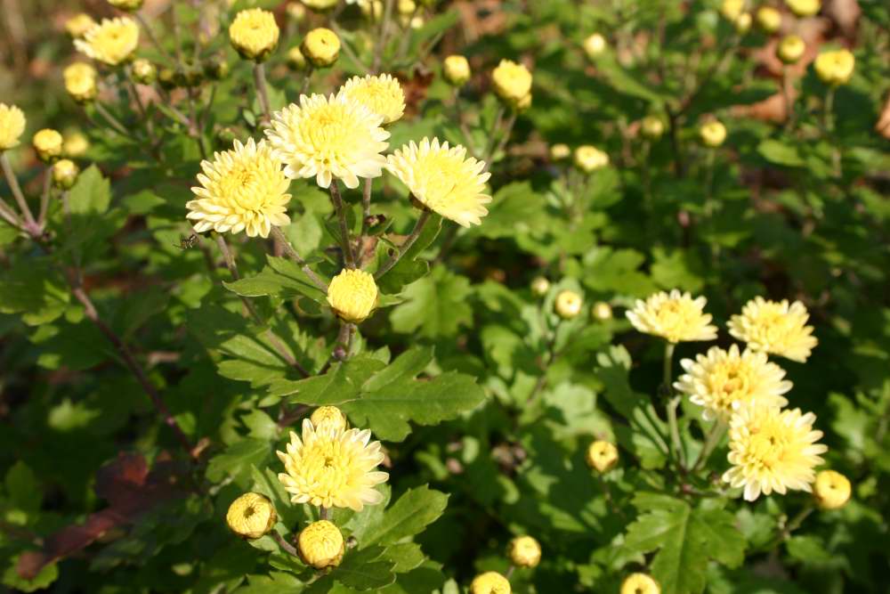 最後の花・キク_d0143719_1020278.jpg