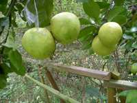 c0194522_15372041.jpg