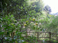 c0194522_15372628.jpg