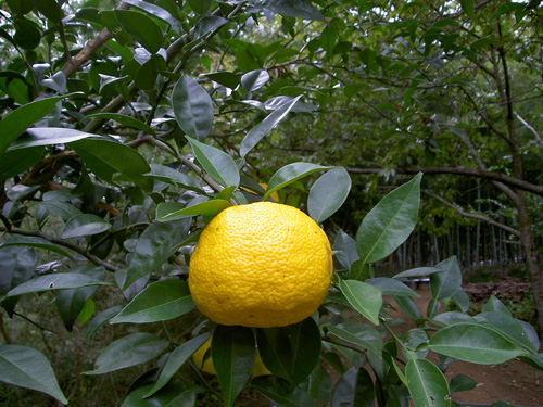 c0194522_15373362.jpg
