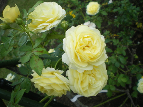 e0128024_2330634.jpg
