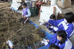 森田中学校の農作業体験_e0061225_9341872.jpg