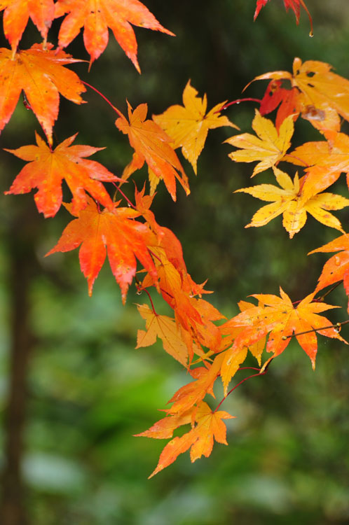 雨の日の紅葉_f0116528_20201922.jpg