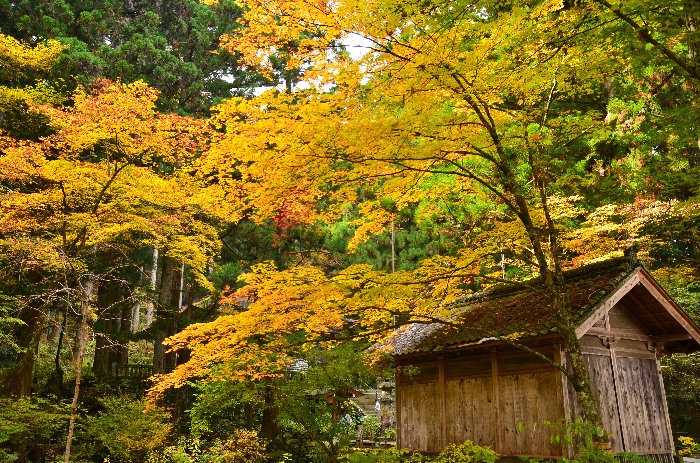 光前寺の紅葉_b0236334_21311348.jpg