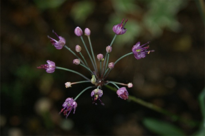 らっきょの花 今日の一枚