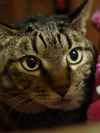 猫のお友だち 珊瑚ちゃん祿太くん編。_a0143140_21153915.jpg