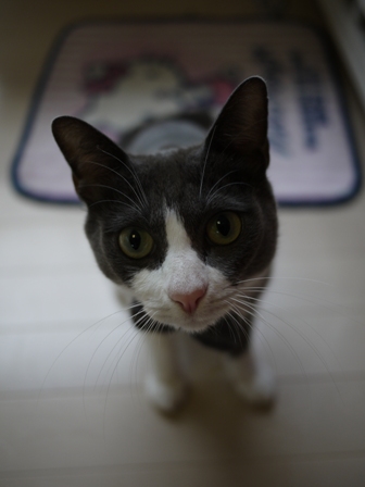 猫のお友だち 珊瑚ちゃん祿太くん編。_a0143140_216465.jpg