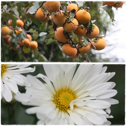 我が家の少し前のお野菜とお花達_c0020653_1552188.jpg