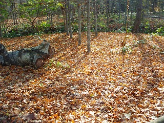 e0004756_2046487.jpg