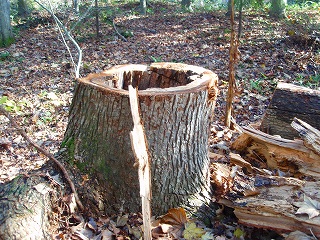 e0004756_20502783.jpg