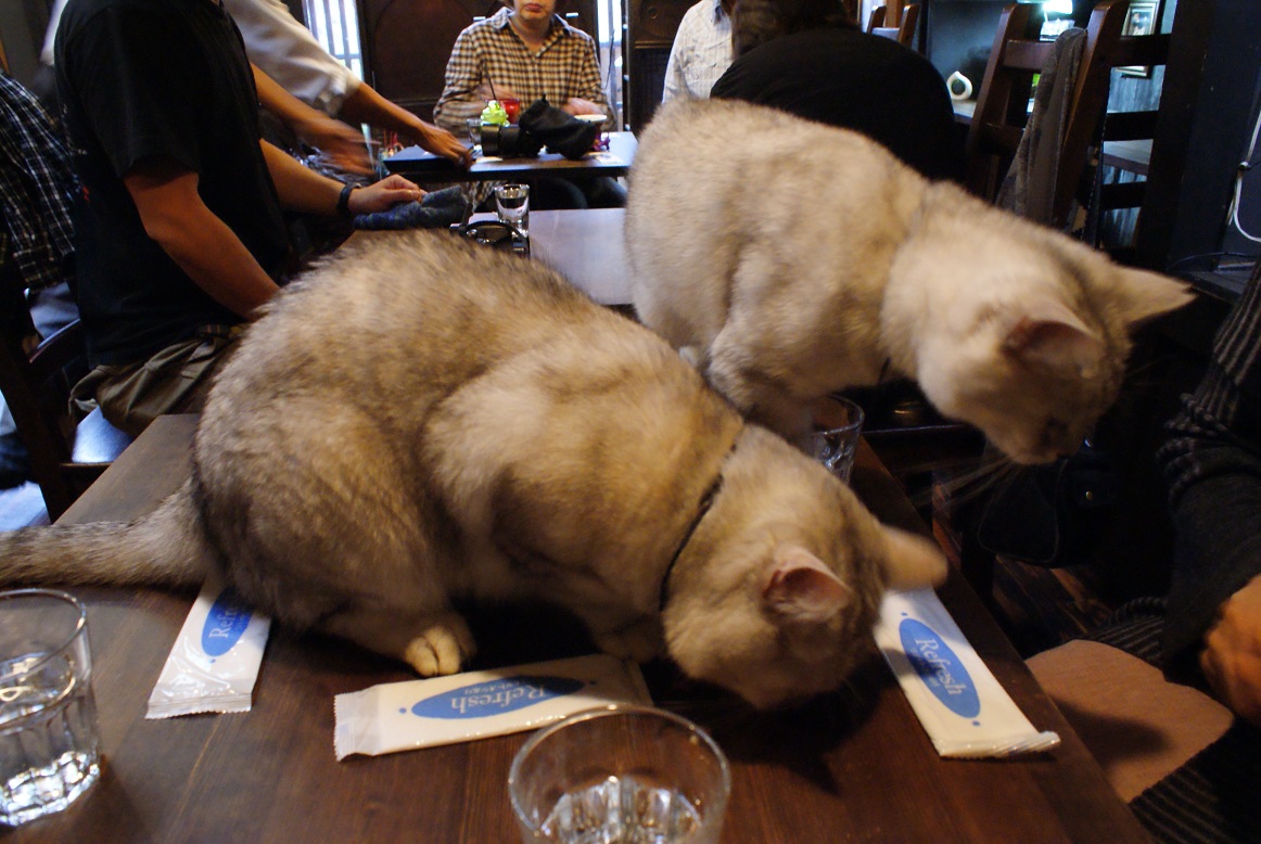 ならまちの猫カフェ寧估庵 たんぶーらんの戯言