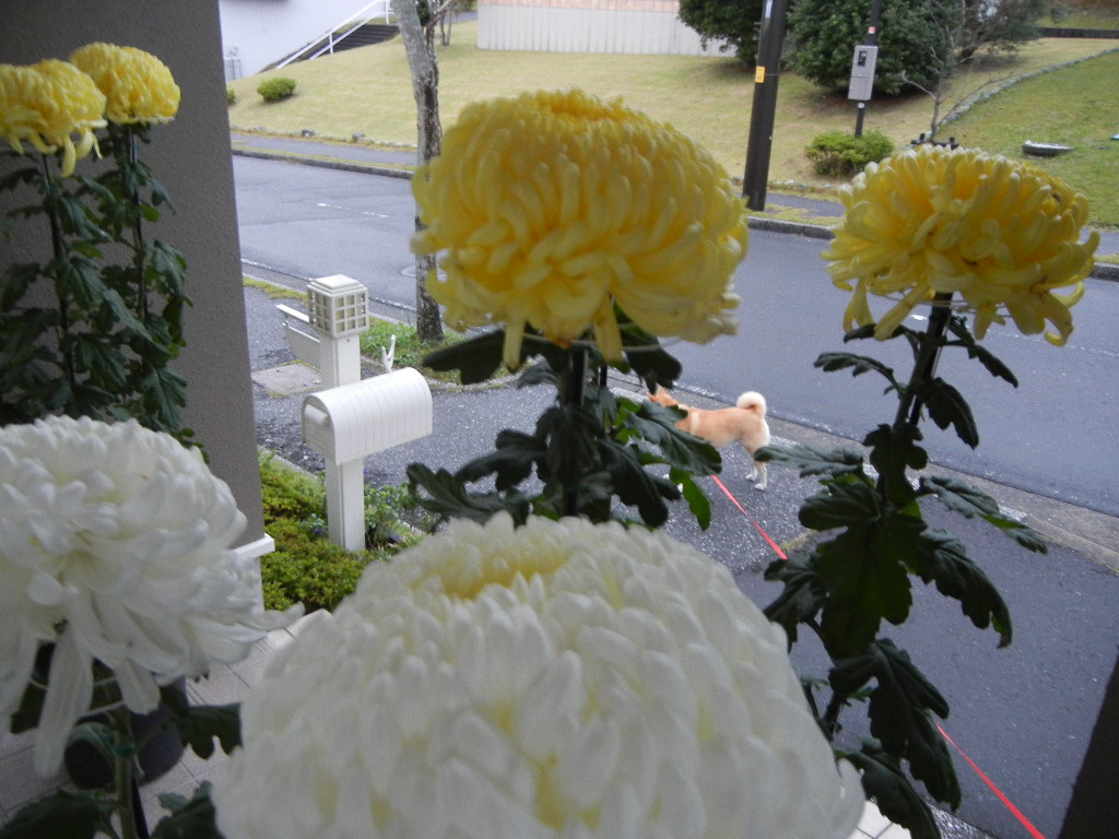 2011年11月8日(火)立冬でやや寒!_f0060461_1532569.jpg