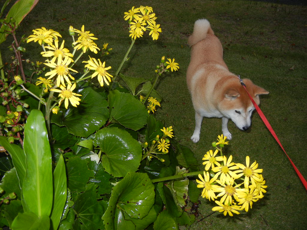 2011年11月8日(火)立冬でやや寒!_f0060461_15541.jpg