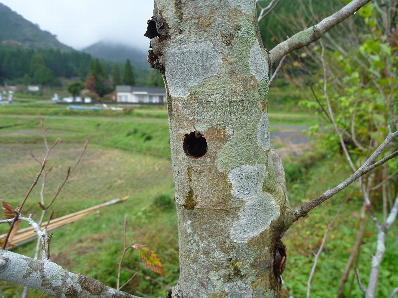 クマバチ巣 虫央堂 クマバチ巣 虫央堂