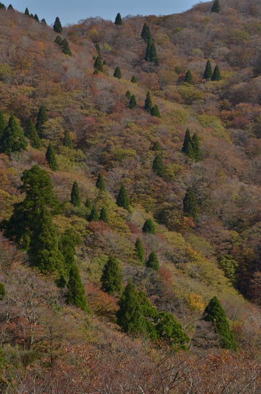 紅葉の山へ・武奈ヶ岳②_e0215964_23533056.jpg