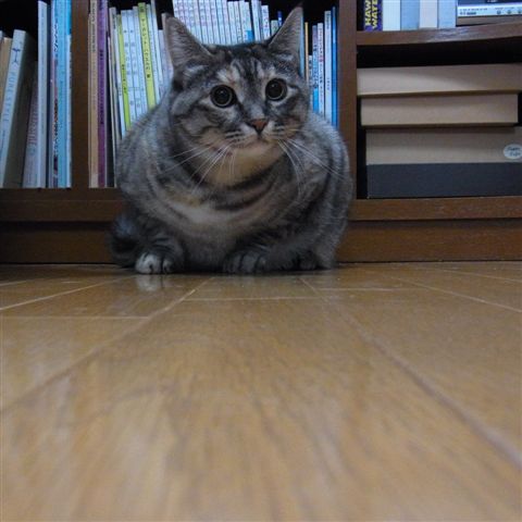 a0123465_045246.jpg