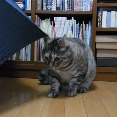 a0123465_051580.jpg