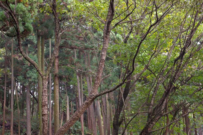 里山ってなんだ 第15回六国見山に貴重なヤシャブシ自生 北鎌倉湧水ネットワーク