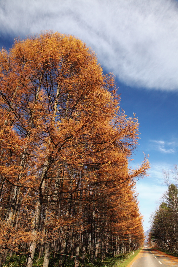 晩秋の北海道　- 十勝めぐり -　（2011.11.3）_a0049978_14245821.jpg